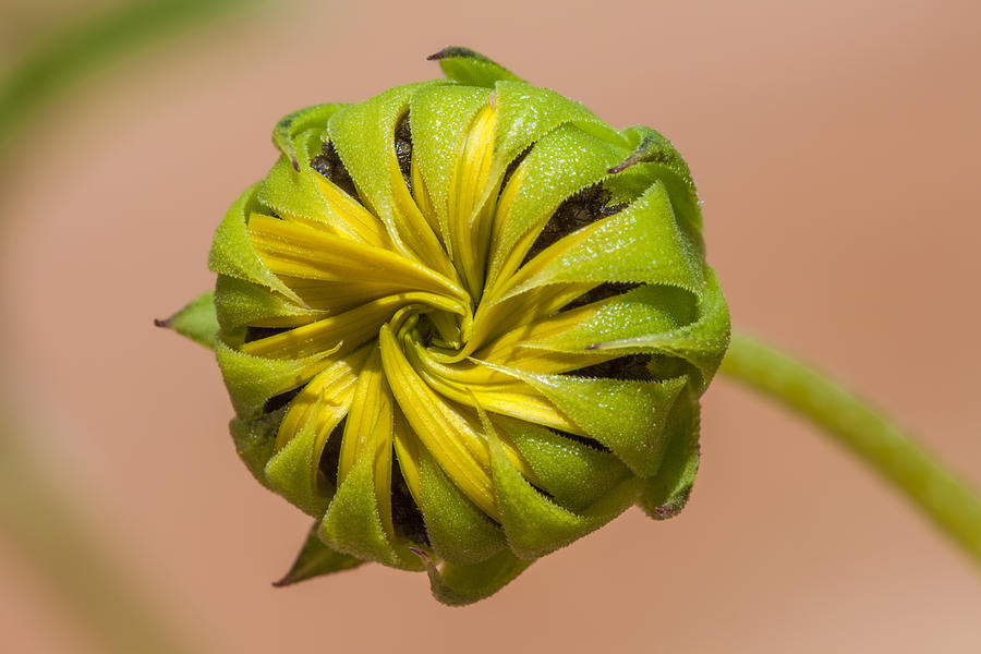 Sunflower Bud Opening Photograph by Steven Schwartzman