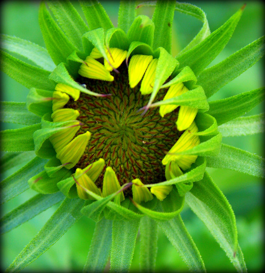 Sunflower Bud Photograph by Sheri McLeroy