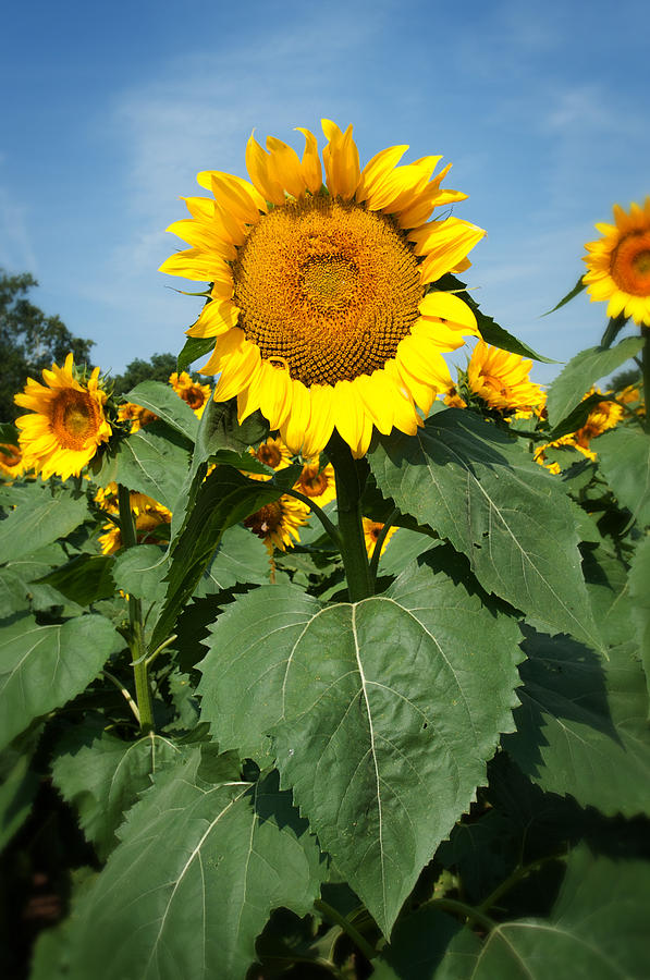 Sunflower Photograph by Bud Simpson
