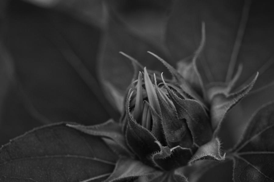 Sunflower Bud Photograph by Steve Gravano
