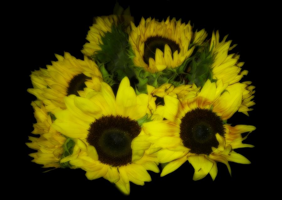 Sunflower Photograph - SunFlower Bunch by Amanda Eberly