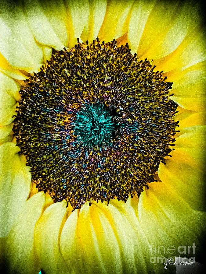 Sunflower Burst of Color Photograph by Colleen Kammerer