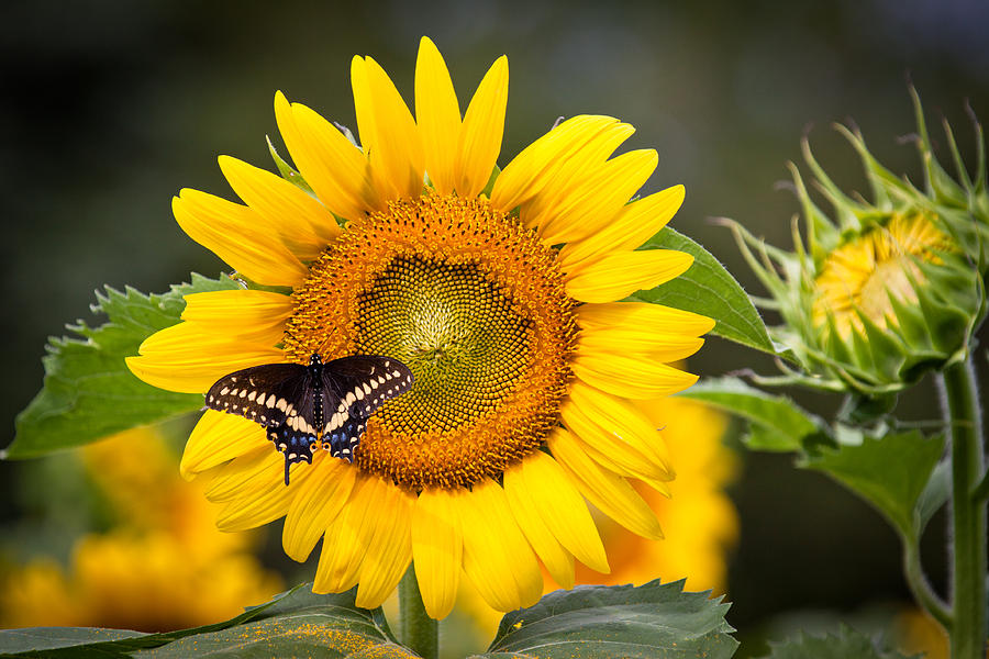Sunflower Photograph - Sunflower Butterfly by Stephen Beebe
