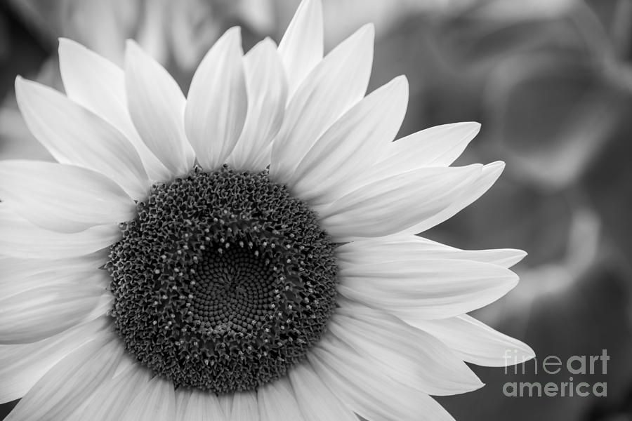 Sunflower Bw Photograph by Michael Ver Sprill
