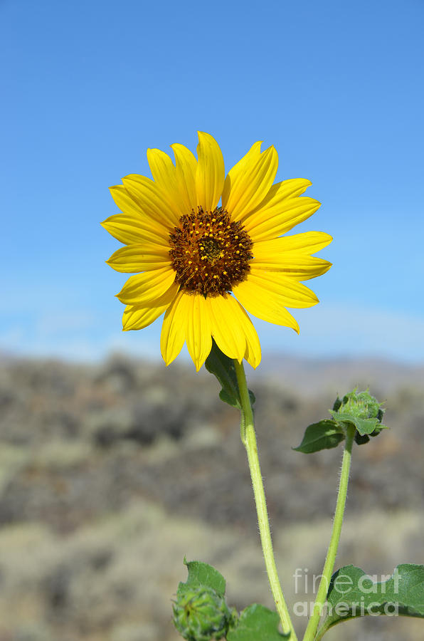Sunflower by Craters Of The Moon Photograph by Debra Thompson