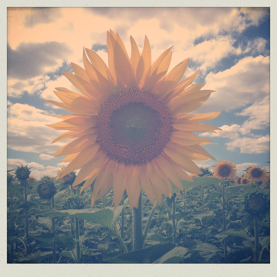 Sunflower Photograph - Sunflower by Candace Fowler