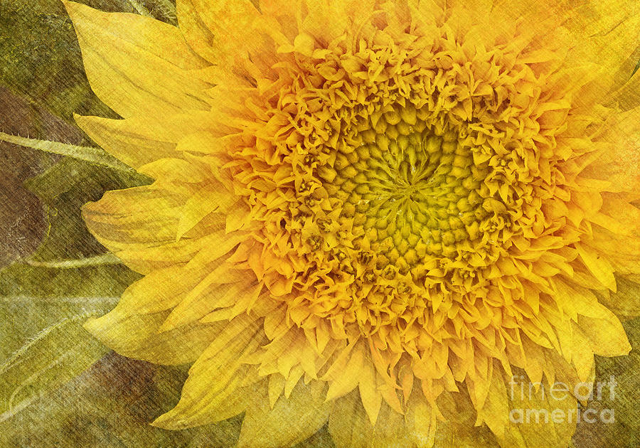 Sunflower Photograph - Sunflower by Carrie Cranwill