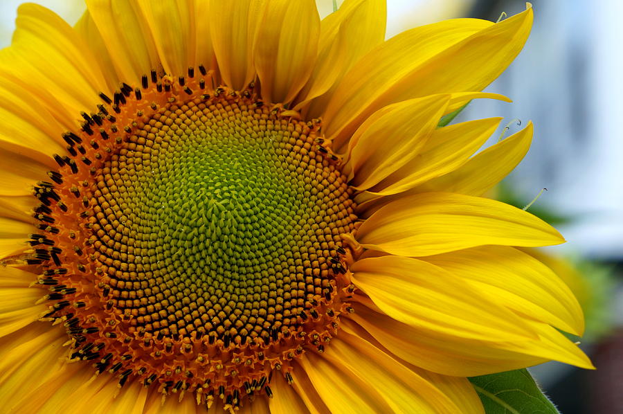 Sunflower Photograph by Caryn La Greca