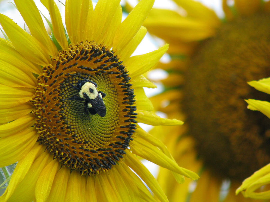 Sunflower Photograph - Sunflower by Casey Thomas