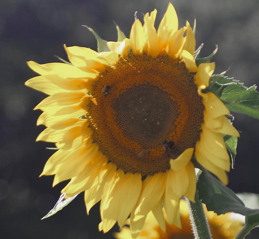 Sunflower Photograph - Sunflower by Cathy Lindsey