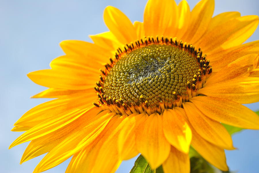 Sunflower Photograph by Cathy Mahnke