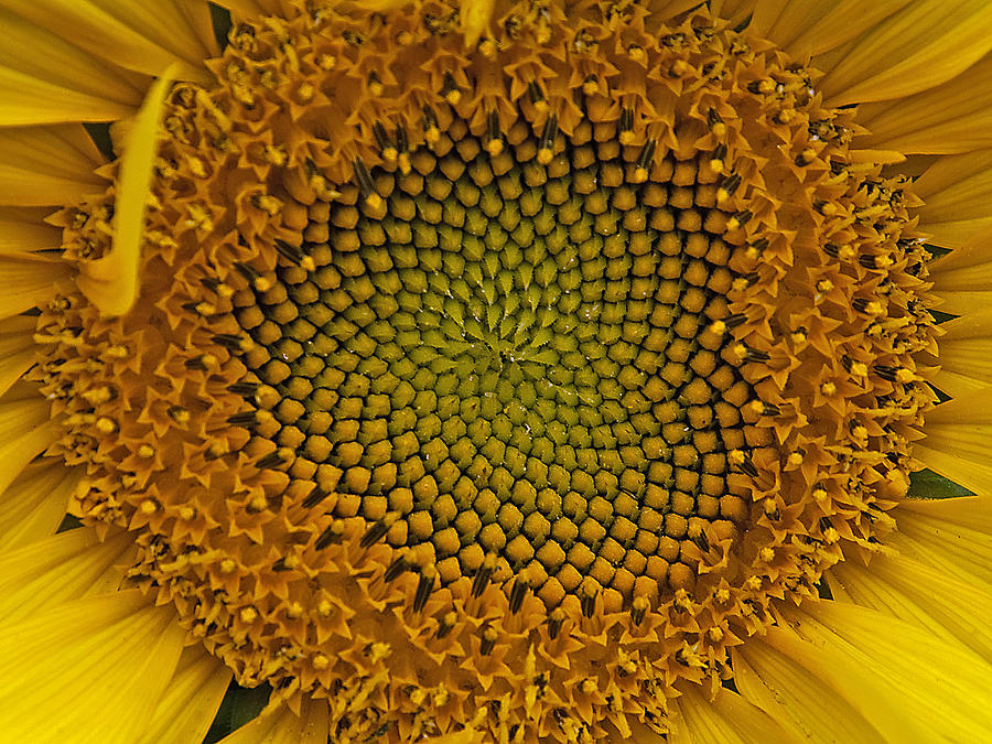 Sunflower  Center Photograph by Eric Rundle