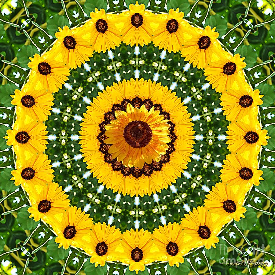 Sunflower Centerpiece Photograph by Joseph J Stevens
