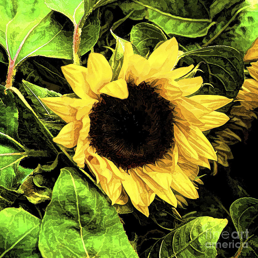 Sunflower Photo Painting Photograph by Charles Abrams