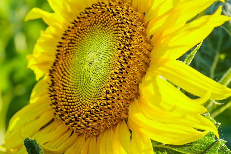Sunflower Photograph by Charles Lupica