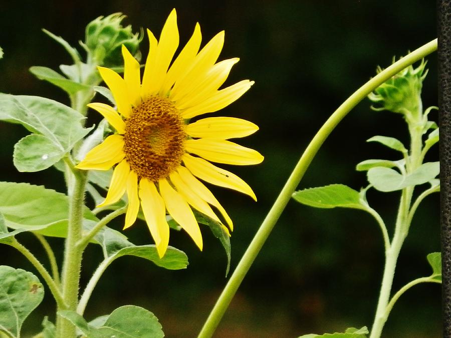 Sunflower Cheer Photograph by VLee Watson