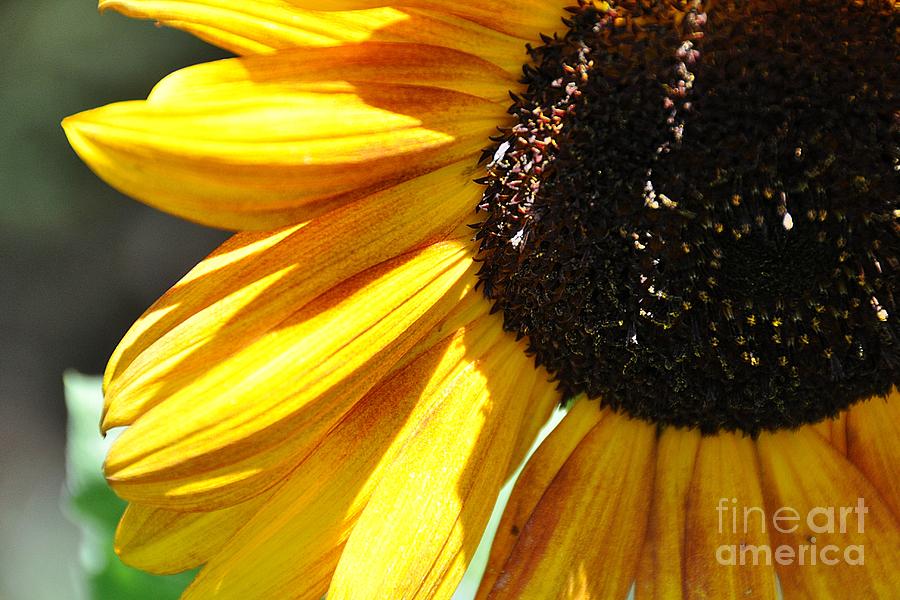 Sunflower Photograph by Cheryl Baxter