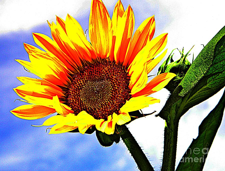 Sunflower Photograph - Sunflower   by Chris Berry