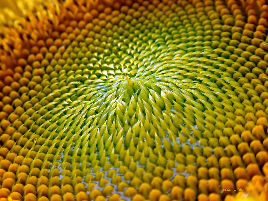 Sunflower Photograph - Sunflower  by Christina Rollo