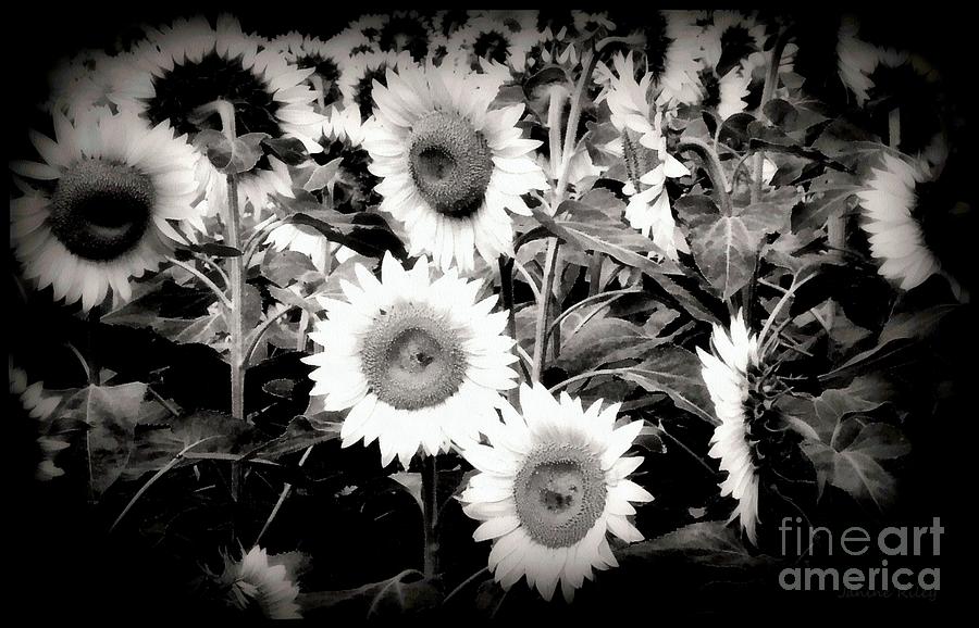 Sunflower Cinema in Black and White Photograph by Janine Riley