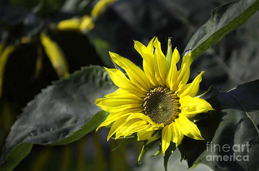 Sunflower Photograph by CJ Benson