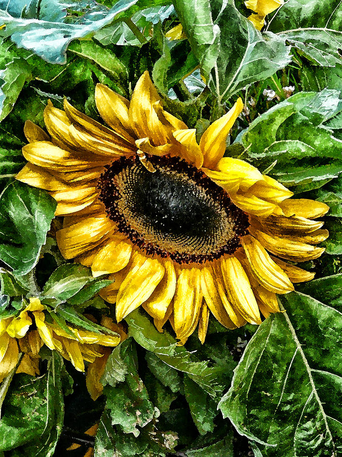 Sunflower Photograph - Sunflower by Claire Hull