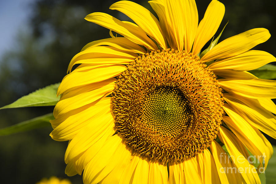 Flower Photograph - Sunflower Close by Timothy Hacker
