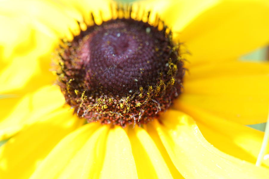 Up Movie Photograph - Sunflower Close Up by Audreen Gieger