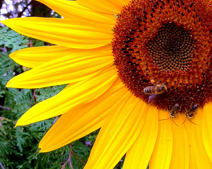 Sunflower Close-up Photograph by Aurelio Zucco
