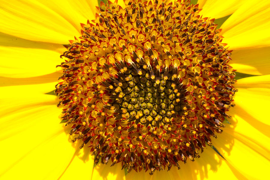 Sunflower Close-Up Photograph by John Hoey