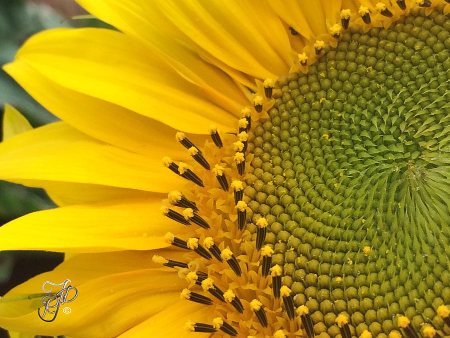 Sunflower Photograph - Sunflower close up by Raewyn Forbes