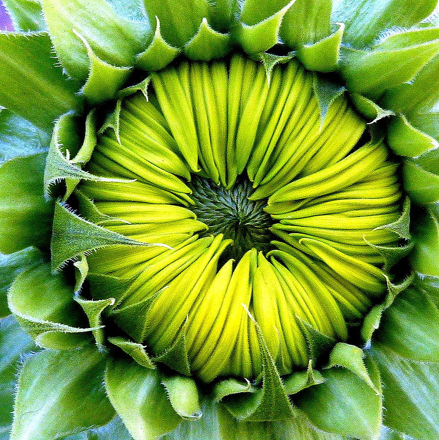 Sunflower Closed Photograph by Jeff Lowe