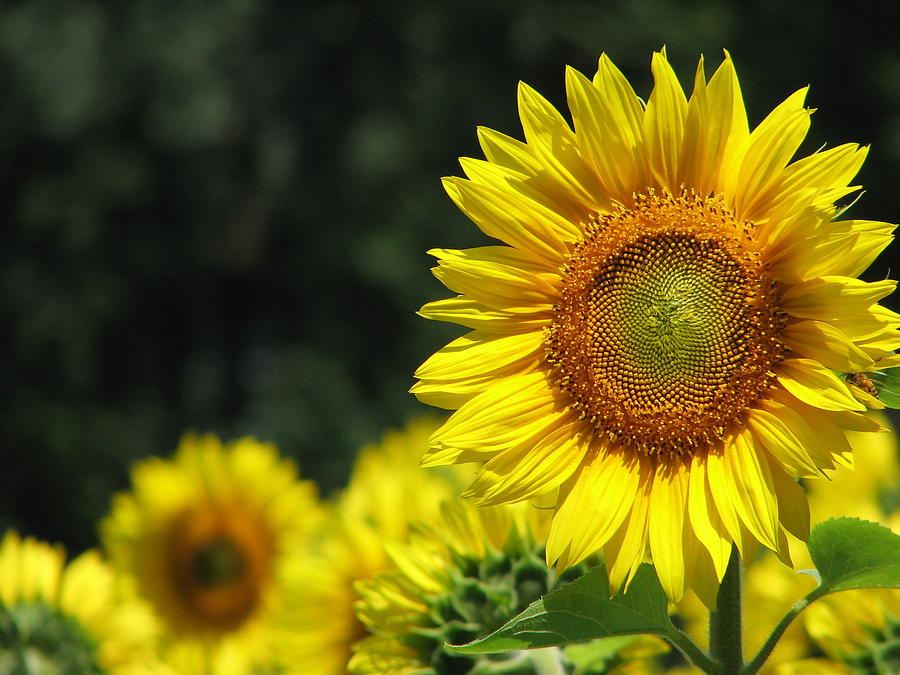 Sunflower Photograph - Sunflowers Closeup 3 by Tammie Miller