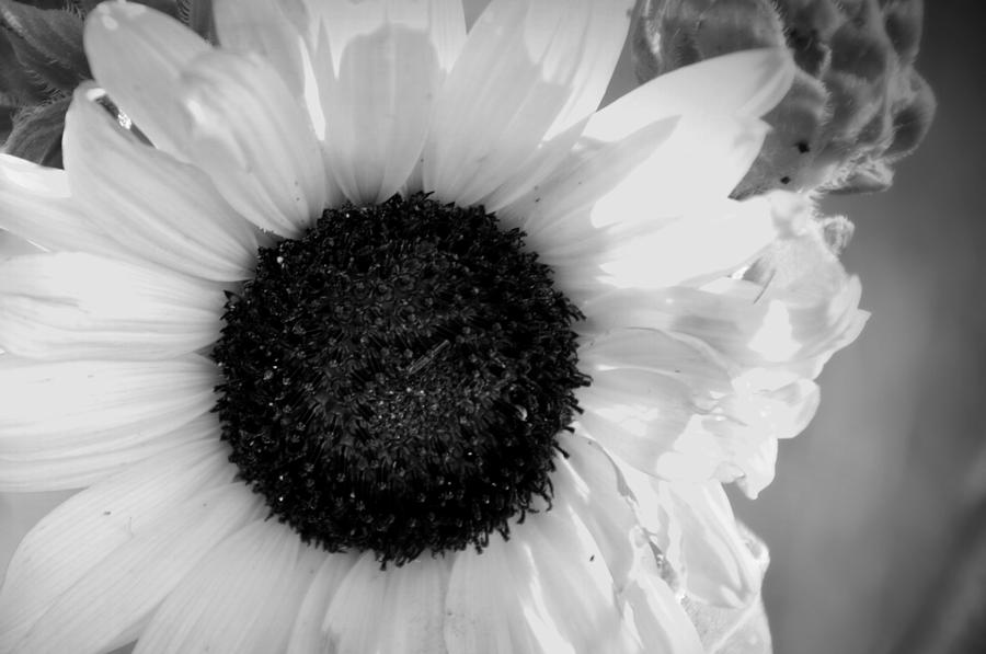 Sunflower Photograph - Sunflower Closeup by Jean Hutchison