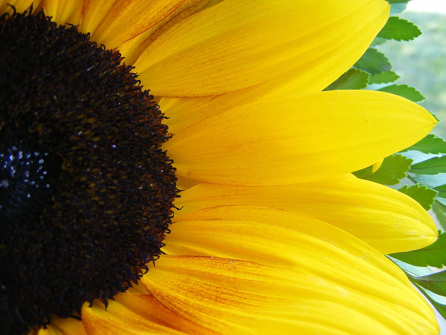 Sunflower Closeup Photograph by Sarah Klessig - Fine Art America