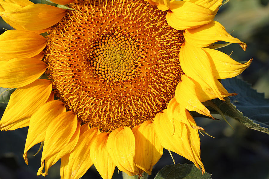 Sunflower - Closeup by Susan Schroeder Sunflower - Closeup by Susan Schroeder