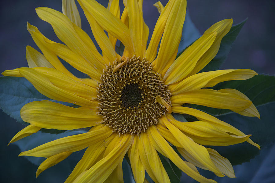 Sunflower closeup Photograph by Vance Bell