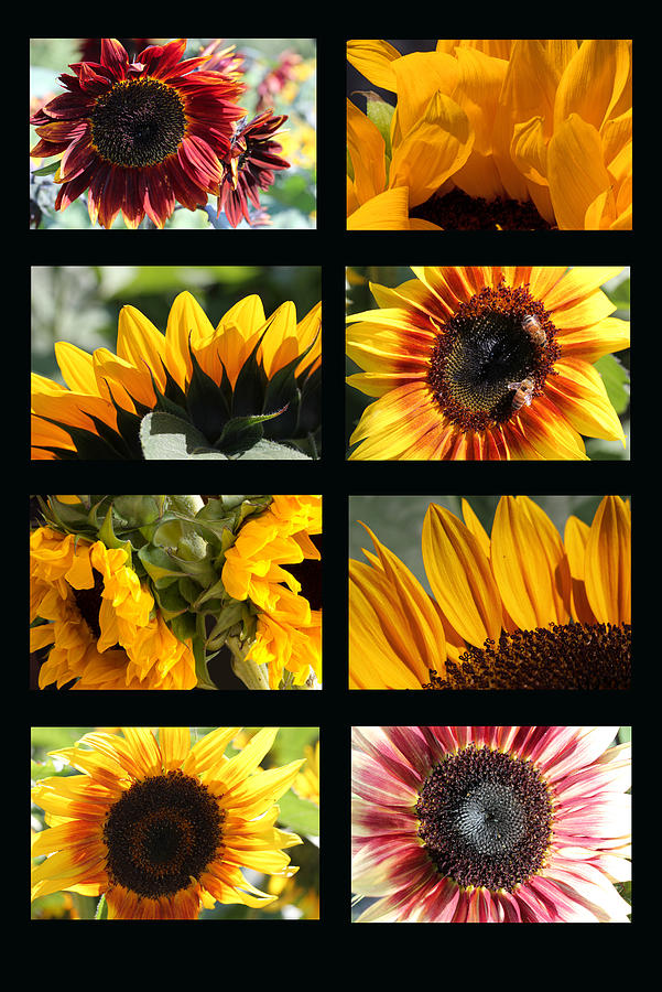 Sunflower Photograph - Sunflower Collage 2 by Mary Bedy