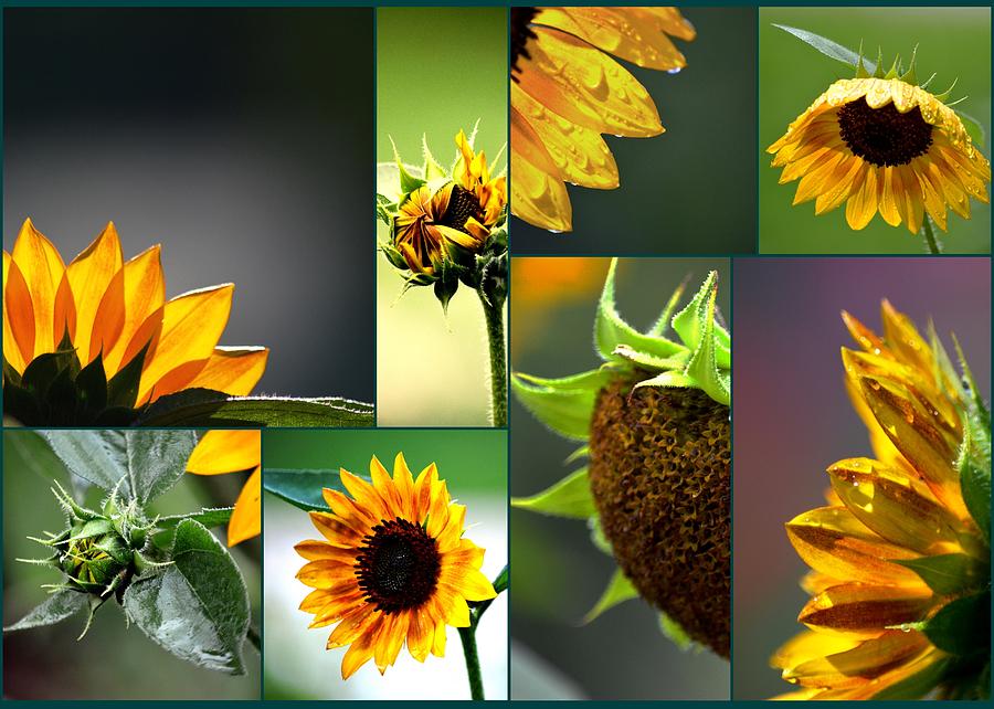 Madison Photograph - Sunflower Collage by Karen Majkrzak