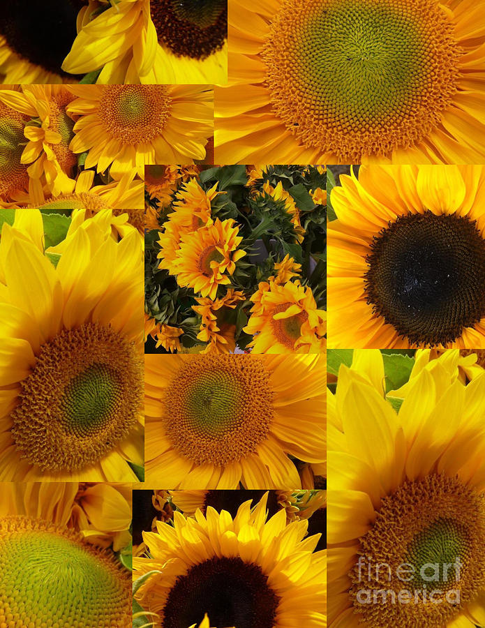 Sunflower Collage Photograph by Susan Garren
