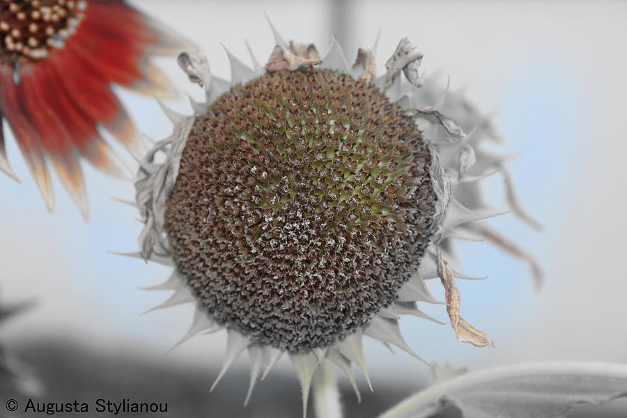 Sunflower Core Photograph by Augusta Stylianou