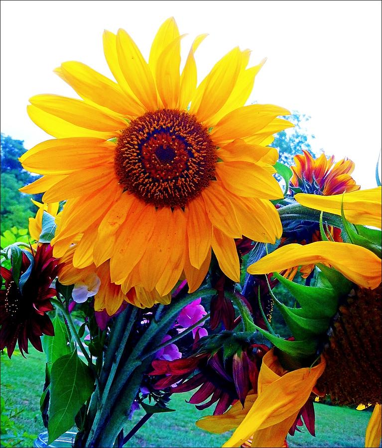 Sunflower Photograph - Sunflower by Corinne Acevedo