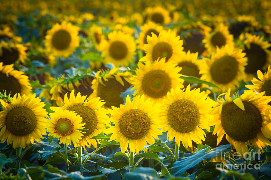 Sunflower Cornucopia Photograph