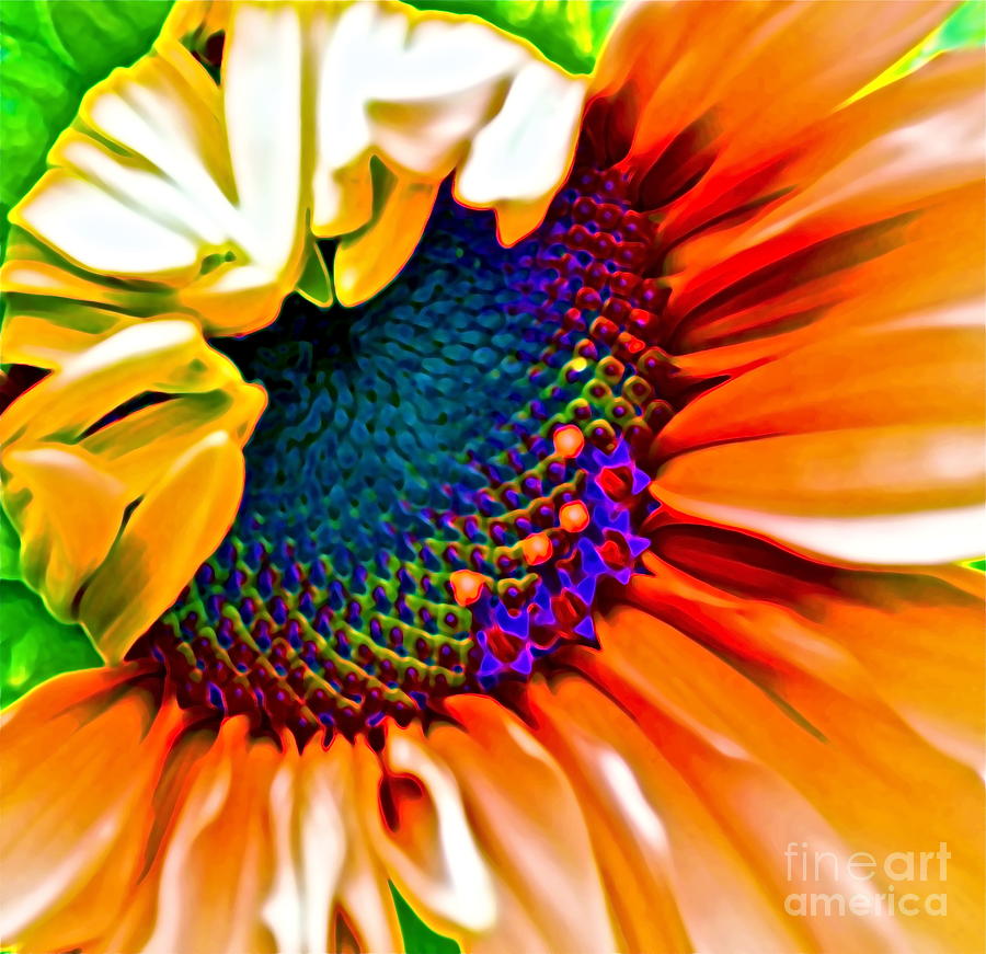 Sunflower Photograph - Sunflower Crazed by Gwyn Newcombe