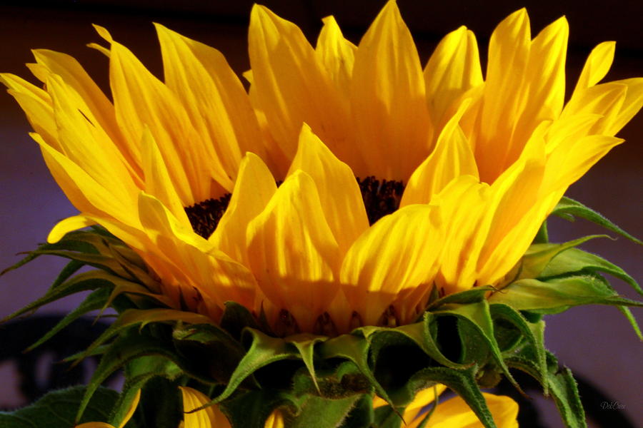 Sunflower Photograph - Sunflower Crown by Deborah  Crew-Johnson