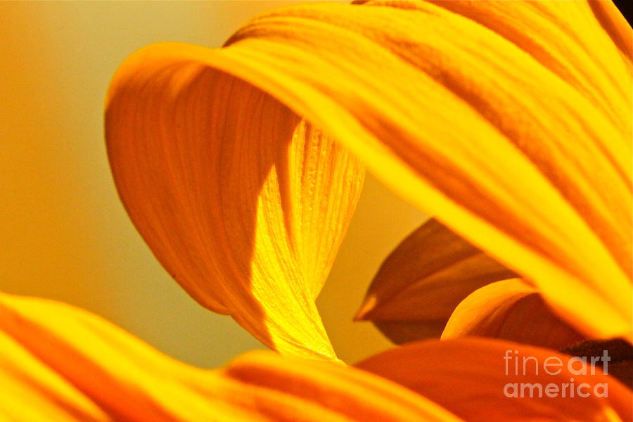 Sunflower Curve Photograph by Michael Cinnamond