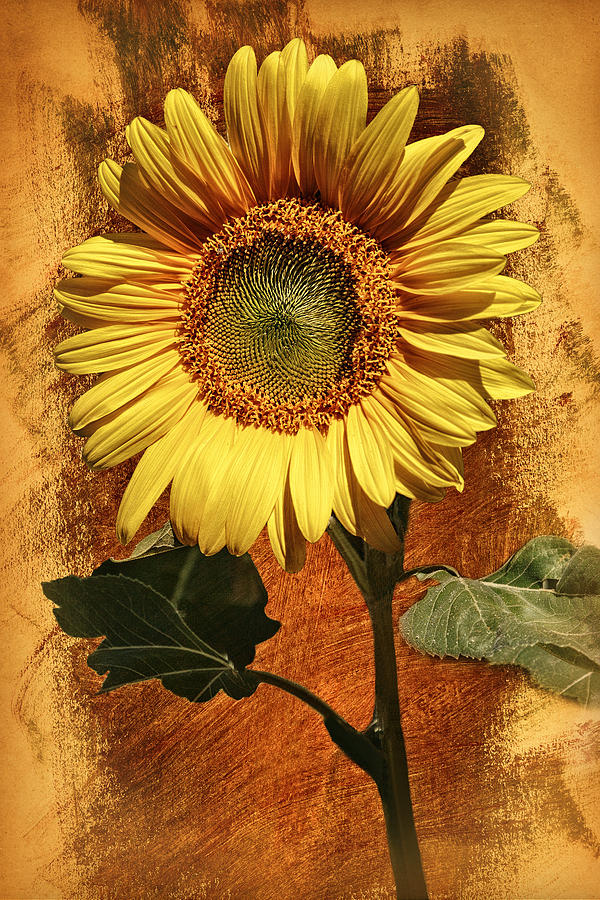 Sunflower Photograph by Wes and Dotty Weber