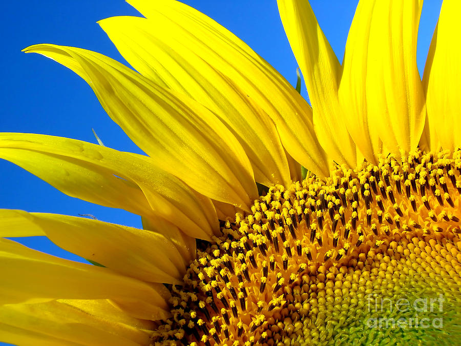Nature Photograph - Sunflower by Dan Radi