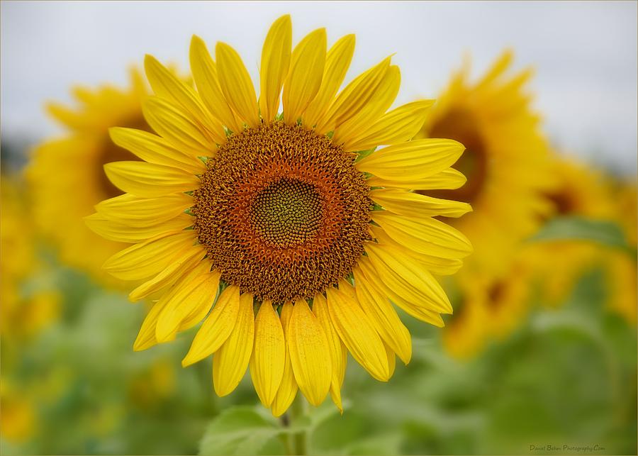 Sunflower Photograph by Daniel Behm