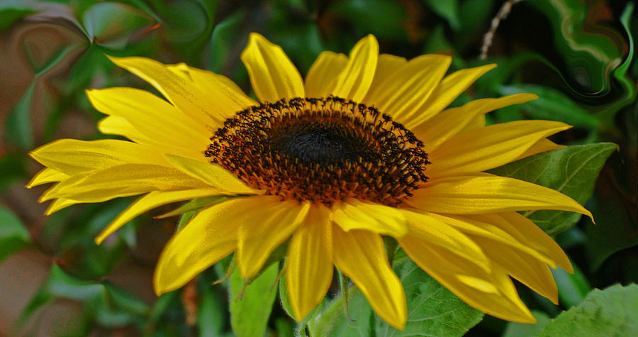 Sunflower Photograph by Daniele Smith